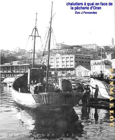 CHALUT D ORAN.JPG